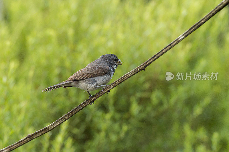 双领食种器(Sporophila caerulescens)